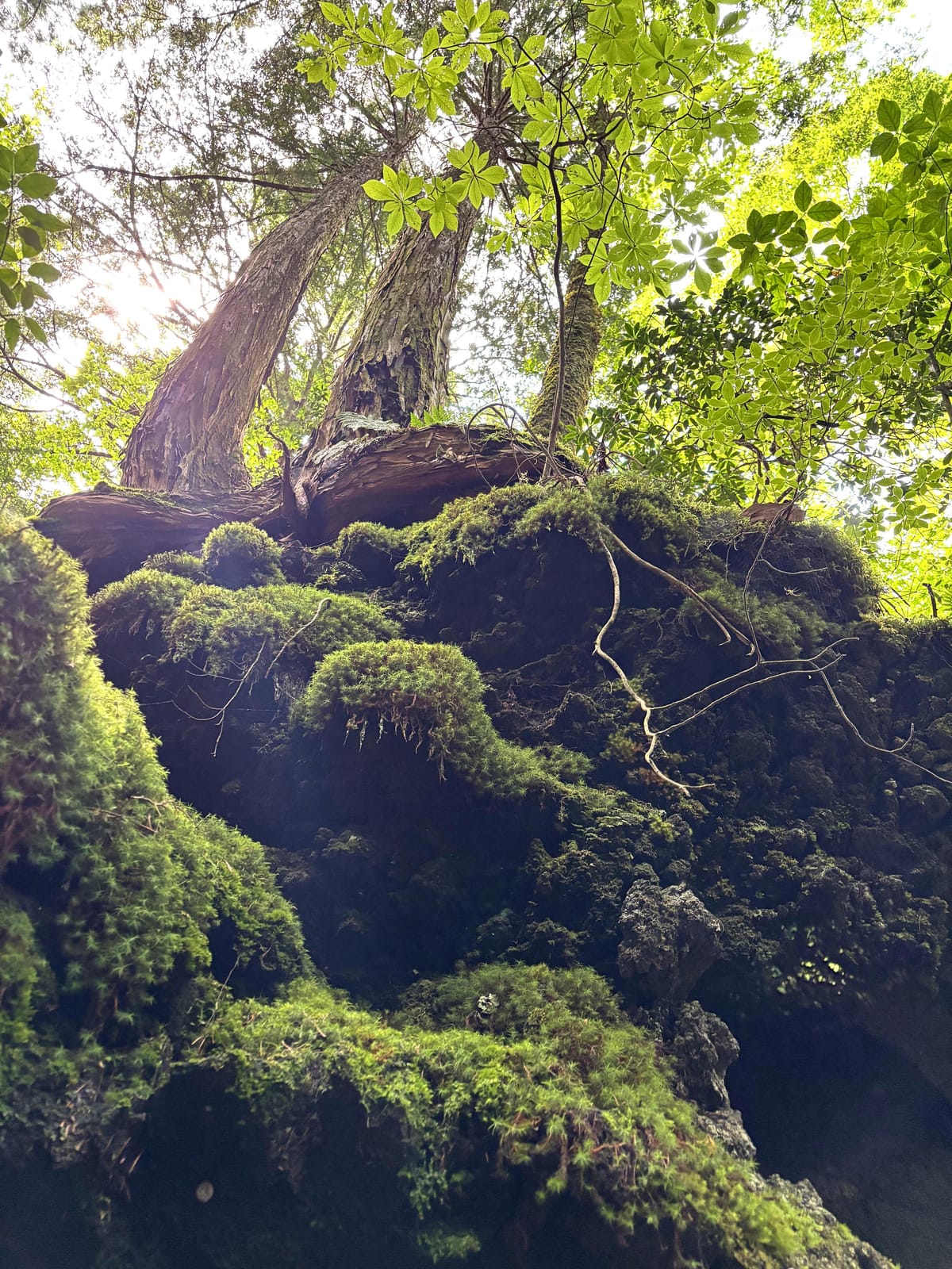 The Silence Before Meaning: Aokigahara, Apeiron, and the Unfinished Soul