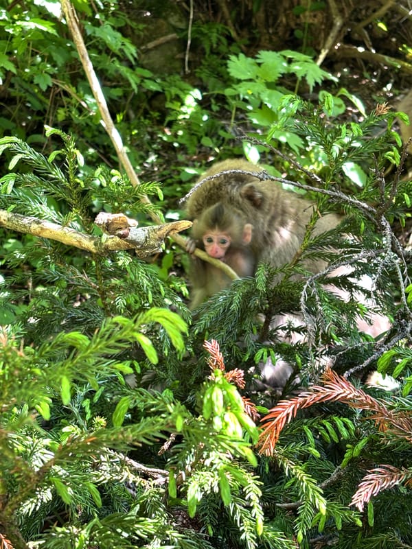 Nagano’s Snow Monkeys, Without the Snow