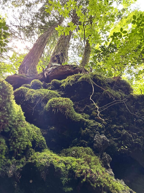 The Silence Before Meaning: Aokigahara, Apeiron, and the Unfinished Soul