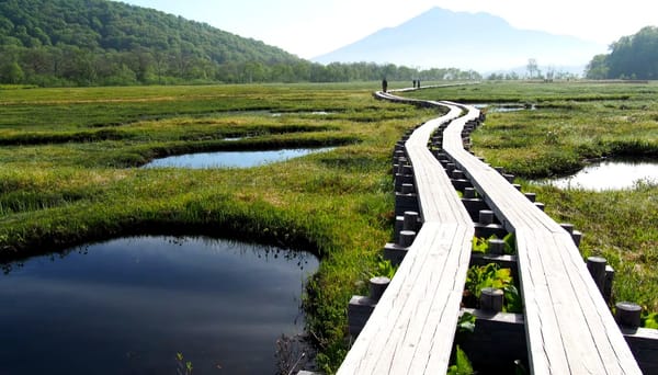 🧵 The Thread and the Marsh